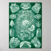 Vintage Darstellung des Meereslebens Poster (Vorne)