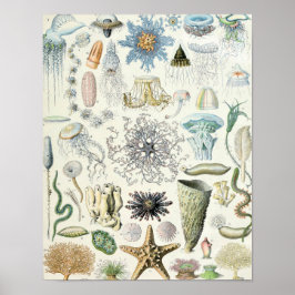 Vintage Darstellung des Meereslebens Poster