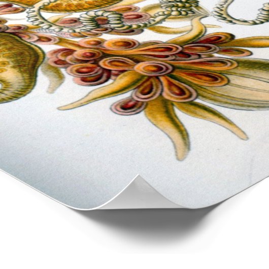 Vintage Darstellung des Meereslebens Poster (Ecke)