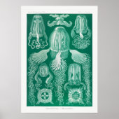 Vintage Darstellung des Meereslebens Poster (Vorne)