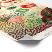 Vintage Darstellung des Meereslebens Poster (Ecke)