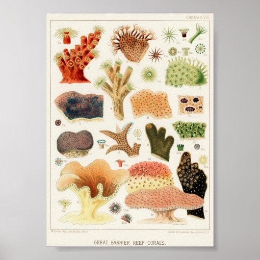 Vintage Darstellung des Meereslebens Poster (Vorne)