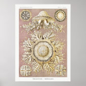 Vintage Darstellung des Meereslebens Poster (Vorne)