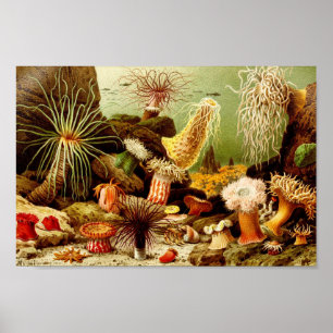 Vintage Darstellung des Meereslebens Poster