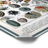 Vintage Darstellung des Meereslebens Poster (Ecke)