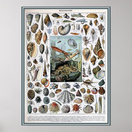 Vintage Darstellung des Meereslebens Poster (Vorne)