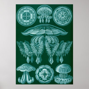 Vintage Darstellung des Meereslebens Poster