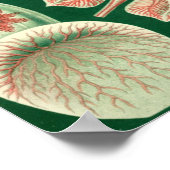 Vintage Darstellung des Meereslebens Poster (Ecke)