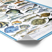 Vintage Darstellung des Meereslebens Poster (Ecke)