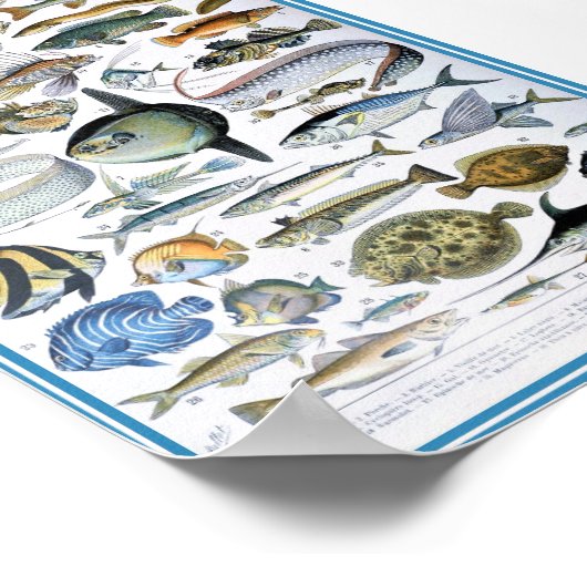 Vintage Darstellung des Meereslebens Poster (Ecke)