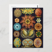 Vintage Darstellung des Meereslebens Postkarte (Vorne/Hinten)