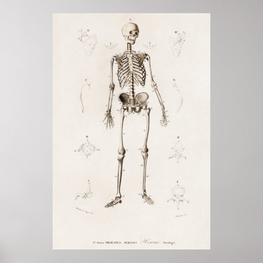 Vintage Darstellung des menschlichen Skeletts Poster (Vorne)