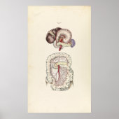 Vintage Darstellung des menschlichen Verdauungssys Poster (Vorne)