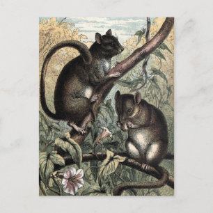 Vintage Darstellung: Dormouse Postkarte