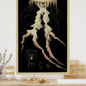 Vintage Darstellung einer Qualle (1853) Poster (Küche)