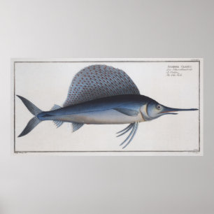 Vintage Darstellung eines Segelfisches (1785) Poster