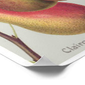 Vintage Darstellung von botanischen Birnen Poster (Ecke)