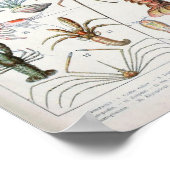 Vintage Darstellung von Schalentieren Poster (Ecke)