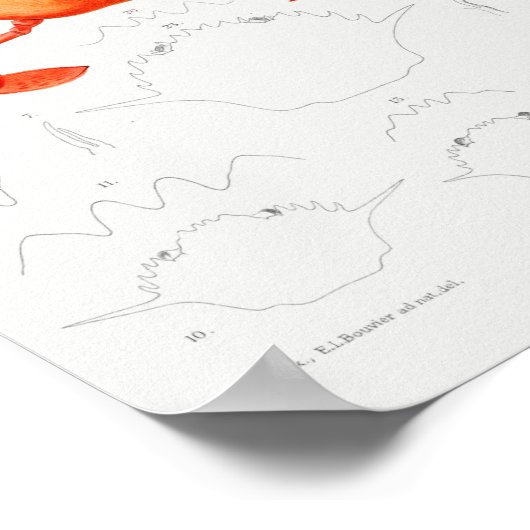 Vintage Darstellung von Schalentieren Poster (Ecke)