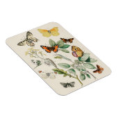 Vintage Darstellung von Schmetterlingen Magnet (Rechte Seite)