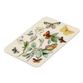 Vintage Darstellung von Schmetterlingen Magnet (Linke Seite)