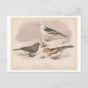 Vintage Darstellung von Schneevögeln Postkarte