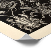 Vintage Decapoda Ernst Haeckel Art Prinz Poster (Ecke)