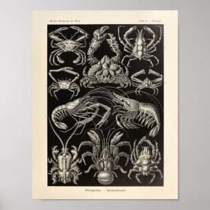 Vintage Decapoda Ernst Haeckel Art Prinz Poster