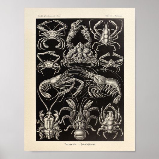 Vintage Decapoda Ernst Haeckel Art Prinz Poster (Vorne)