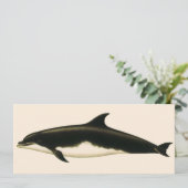 Vintage Delphine Delphinus Tursio, Meeressäugetier (Stehend Vorderseite)