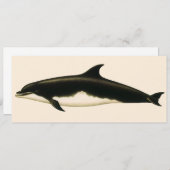 Vintage Delphine Delphinus Tursio, Meeressäugetier (Vorne/Hinten)