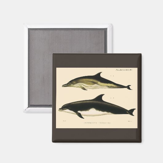Vintage Delphine, Meerestiere und Säugetiere Magnet (Vorderseite/Rückseite)