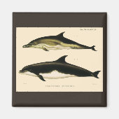 Vintage Delphine, Meerestiere und Säugetiere Magnet (Vorne)