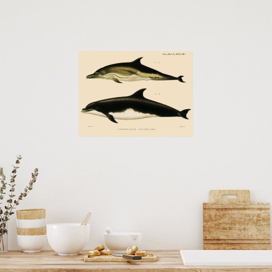 Vintage Delphine, Meerestiere und Säugetiere Poster (Küche)