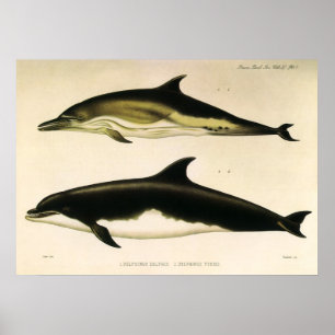 Vintage Delphine, Meerestiere und Säugetiere Poster