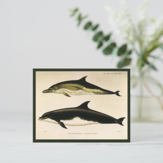 Vintage Delphine, Meerestiere und Säugetiere Postkarte (Stehend Vorderseite)