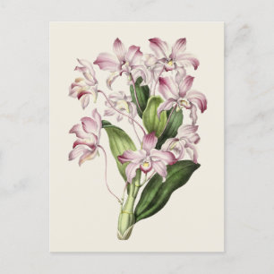 Vintage Dendrobium Blume Illustration Postkarte