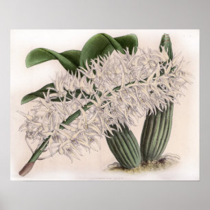 Vintage Dendrobium hillii Orchideenblüte Poster