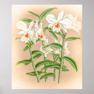 Vintage Dendrobium Jamesianum Orchideenblüte Poster