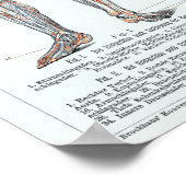 Vintage deutsche Anatomie-Diagramm Poster (Ecke)