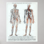 Vintage deutsche Anatomie-Diagramm Poster (Vorne)