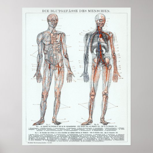 Vintage deutsche Anatomie-Diagramm Poster (Vorne)