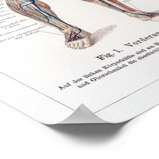 Vintage deutsche Anatomie-Diagramm Poster (Ecke)