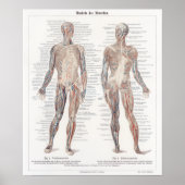 Vintage deutsche Anatomie-Diagramm Poster (Vorne)