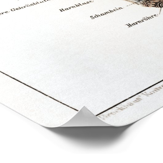 Vintage deutsche Anatomie-Diagramm Poster (Ecke)