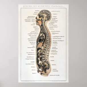 Vintage deutsche Anatomie-Diagramm Poster