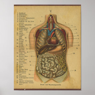 Vintage deutsche Anatomie drucken interne Organe Poster
