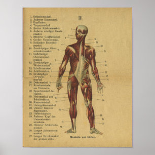 Vintage deutsche Anatomie Druckmuskeln Poster