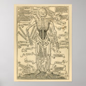 Vintage deutsche Anatomie - Knochenstapel Poster (Vorne)
