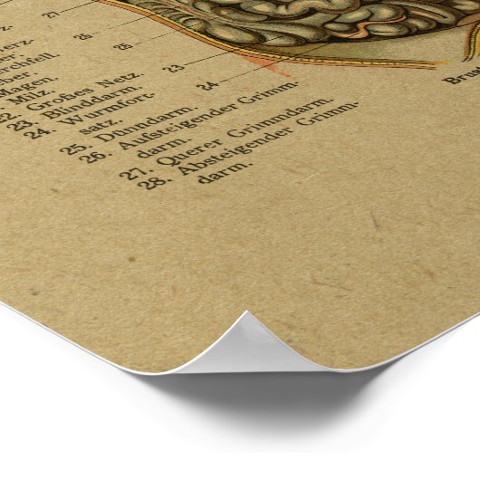 Vintage deutsche Anatomie Poster (Ecke)